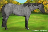 Horse Color:Smoky Blue Roan 
