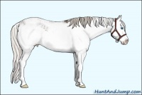 Horse Color:Silver Black Sabino Splash