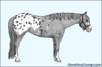 Horse Color:Black Sabino Appaloosa Rabicano