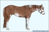 Horse Color:Chestnut Sabino Rabicano