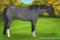 Horse Color:Blue Roan