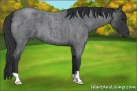 Horse Color:Blue Roan