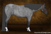 Horse Color:Blue Roan Rabicano