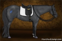 Horse Color:Blue Roan Rabicano