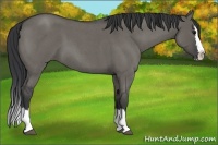 Horse Color:Grullo Roan Splash 