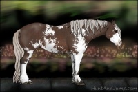 Horse Color:Silver Brown Sabino 