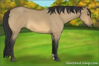 Horse Color:Buckskin Roan Dun