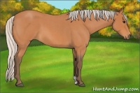 Horse Color:Silver Bay Roan 