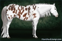 Horse Color:Brown Appaloosa  Brindle