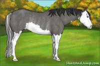 Horse Color:Grullo Splash Rabicano 