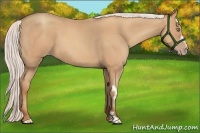 Horse Color:Silver Amber Champagne Roan Frame 