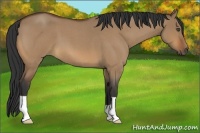 Horse Color:Bay Roan Dun 
