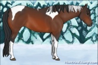 Horse Color:Bay Tobiano