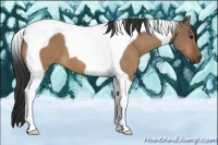 Horse Color:Bay Dun Tobiano