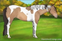 Horse Color:Amber Champagne Tobiano