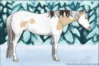 Horse Color:Amber Champagne Dun Splash Tobiano