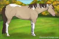 Horse Color:Classic Champagne Dun Tobiano