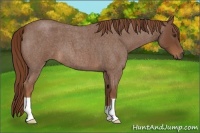 Horse Color:Red Roan 