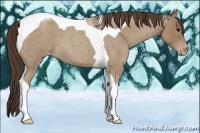 Horse Color:Classic Champagne Roan Tobiano