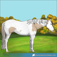Horse Color:Classic Champagne Dun Splash Tobiano