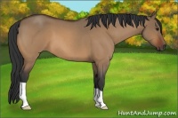 Horse Color:Bay Roan Dun