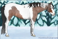 Horse Color:Bay Roan Splash Tobiano 