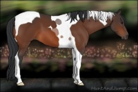 Horse Color:Bay Tobiano 