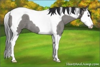 Horse Color:Grullo Roan Splash Tobiano
