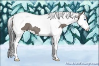 Horse Color:Grullo Splash Tobiano