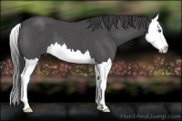 Horse Color:Smoky Blue Roan Splash