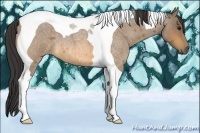 Horse Color:Buckskin Roan Tobiano