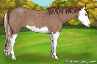 Horse Color:Red Roan Splash 