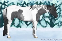 Horse Color:Blue Roan Tobiano