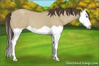 Horse Color:Classic Cream Champagne Dun Splash 