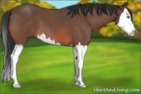 Horse Color:Bay Roan Splash