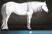 Horse Color:Brown Sabino 