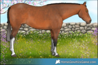 Horse Color:Bay Tobiano 
