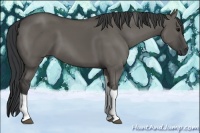 Horse Color:Grullo Tobiano
