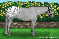Horse Color:Black Appaloosa 