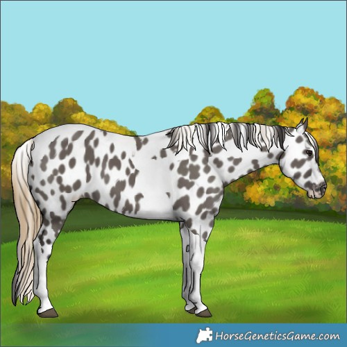 Horse Color:Smoky Grullo Tobiano Appaloosa 