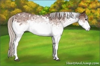 Horse Color:White Spotted Silver Brown Rabicano 