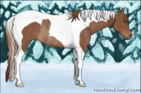 Horse Color:Chestnut Tobiano Rabicano