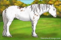 Horse Color:Liver Chestnut Sabino Rabicano 