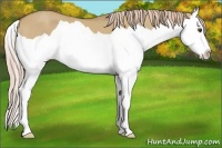Horse Color:Palomino Dun Splash 