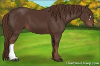 Horse Color:Liver Chestnut 