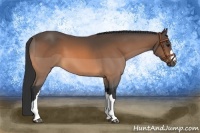 Horse Color:Buckskin 