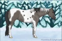 Horse Color:Smoky Grullo Tobiano