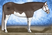 Horse Color:Liver Chestnut Splash 