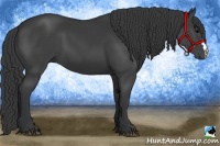Horse Color:Black 