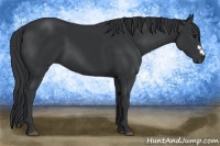 Horse Color:Black Frame 